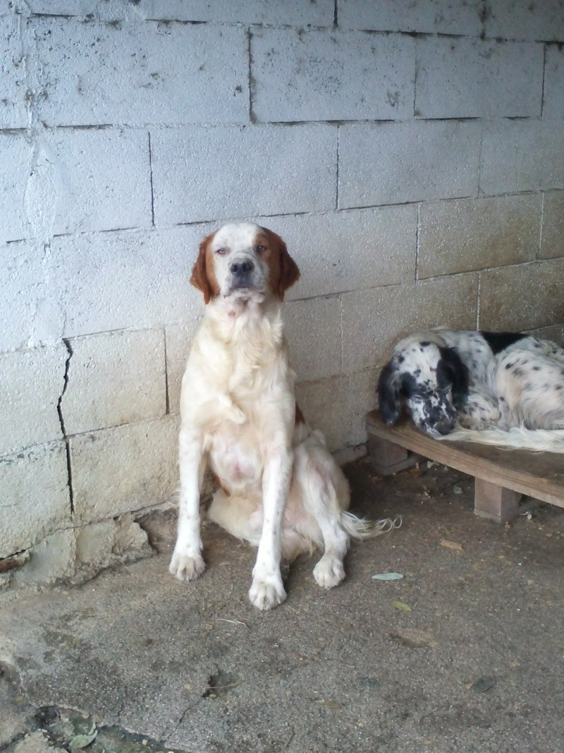 Urgence pour ces chiens menaces d'eutha recherchons refuges - assos - pour transfert - adoptant en France et fa sur le local - Page 4 Cam01112