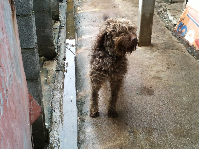 Urgence pour ces chiens menaces d'eutha recherchons refuges - assos - pour transfert - adoptant en France et fa sur le local Cam01213