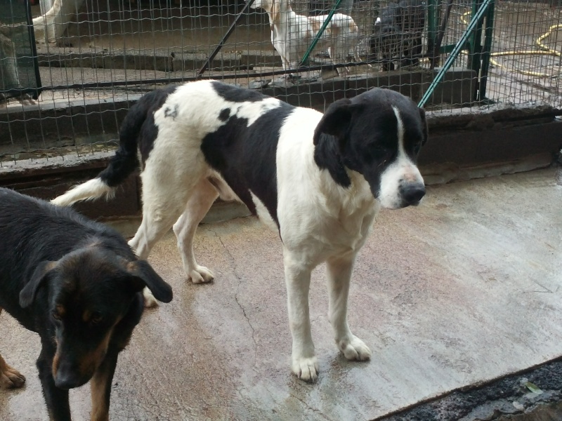 Urgence pour ces chiens menaces d'eutha recherchons refuges - assos - pour transfert - adoptant en France et fa sur le local Cam01221