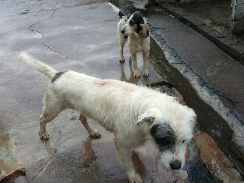 Urgence pour ces chiens menaces d'eutha recherchons refuges - assos - pour transfert - adoptant en France et fa sur le local Cam01227
