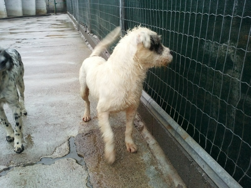 Urgence pour ces chiens menaces d'eutha recherchons refuges - assos - pour transfert - adoptant en France et fa sur le local Cam01228