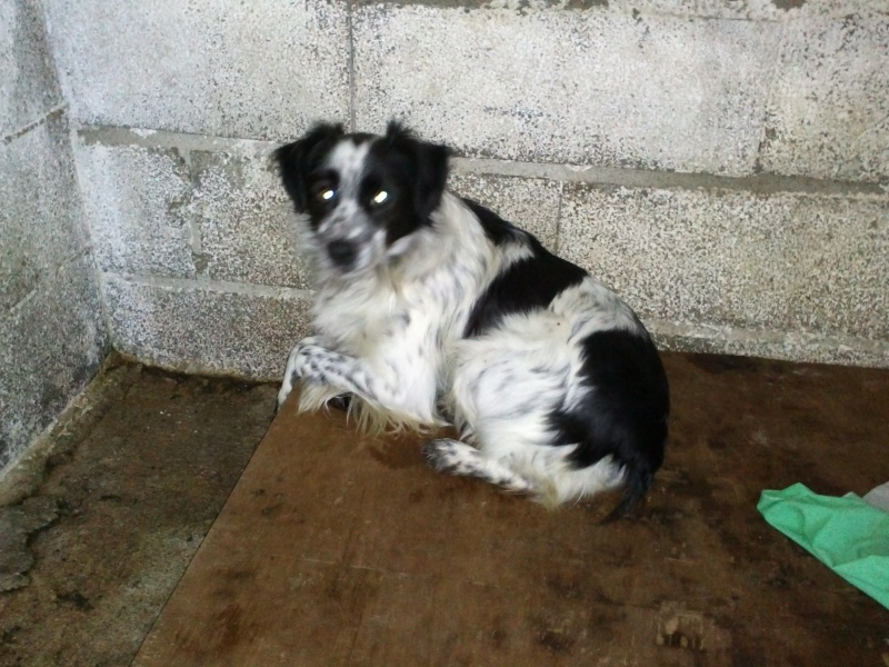 Urgence pour ces chiens menaces d'eutha recherchons refuges - assos - pour transfert - adoptant en France et fa sur le local Cam01316