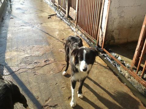 Urgence pour ces chiens menaces d'eutha recherchons refuges - assos - pour transfert - adoptant en France et fa sur le local Part_119