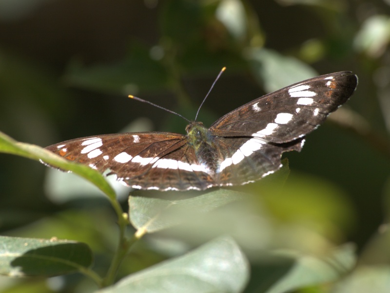 [Petit sylvain (Limenitis camilla)] Petit sylvain? 10070610