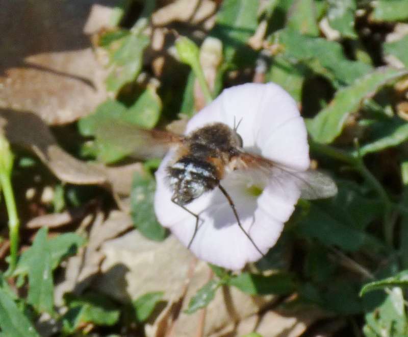 Drôle de mouche P1090111