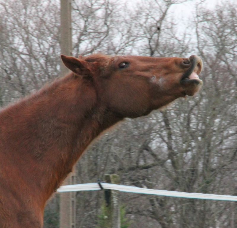 QUICKLY, poney New Forest PP, sauvé par Clémence64 !!!! (Mai 2013) - Page 4 Img_1411