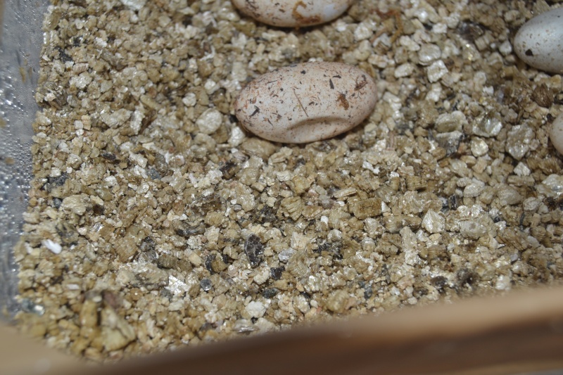 oeuf gecko leopard