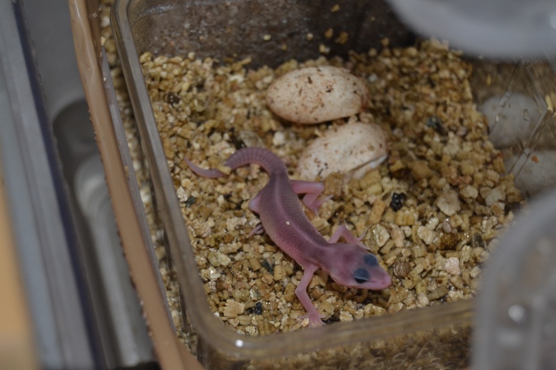 mon premier juvenil gecko leo viens de naitre Dsc_0311