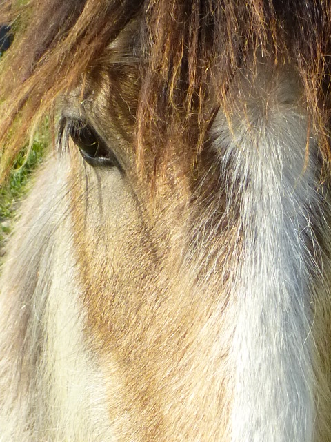 Delight, Pouliche Gypsy Cob isabelle top qualité ! - Page 2 P1070912