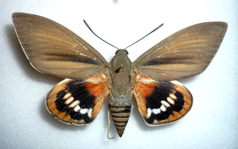 Conservation saturniidae P1050710