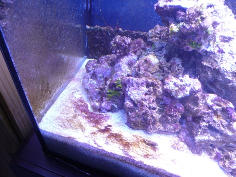 Projet 200L Algue110