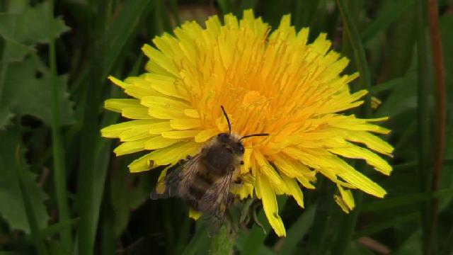 Bourdon ou Abeille précoce ? Instan10