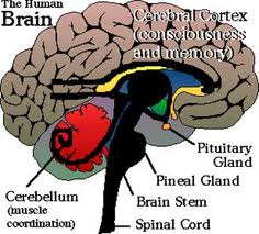 Pineal Gland, Anyone? Images12