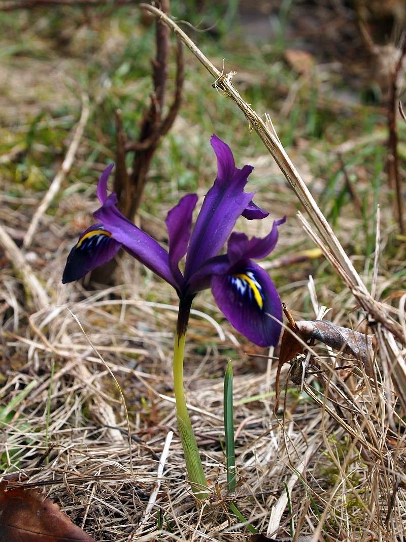 iris - Schwertliliengewächse: Iris, Tigrida, Ixia, Sparaxis, Crocus, Freesia, Montbretie u.v.m. - Seite 2 P2225810