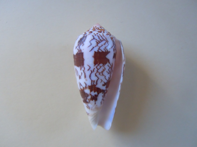 Conus (Pionoconus) striatus juliaallaryae   Cossignani, 2013 Dscn5010