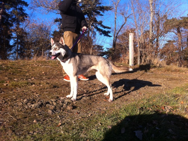 Hermione  Femelle Husky 2 ans : Gris/  PAR:70  ADOPTEE Img_5522