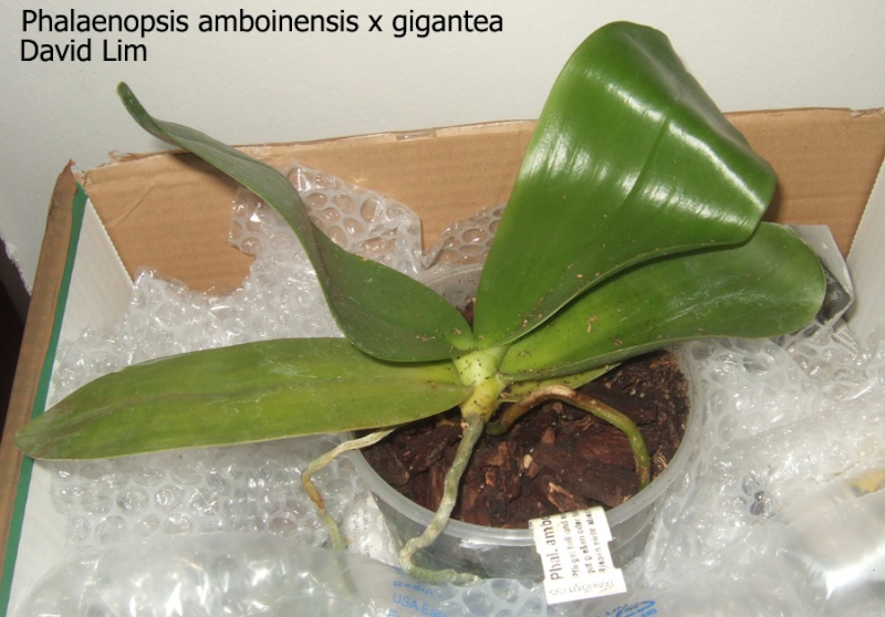 Phalaenopsis amboinensis x gigantea (David Lim) Dscf1318
