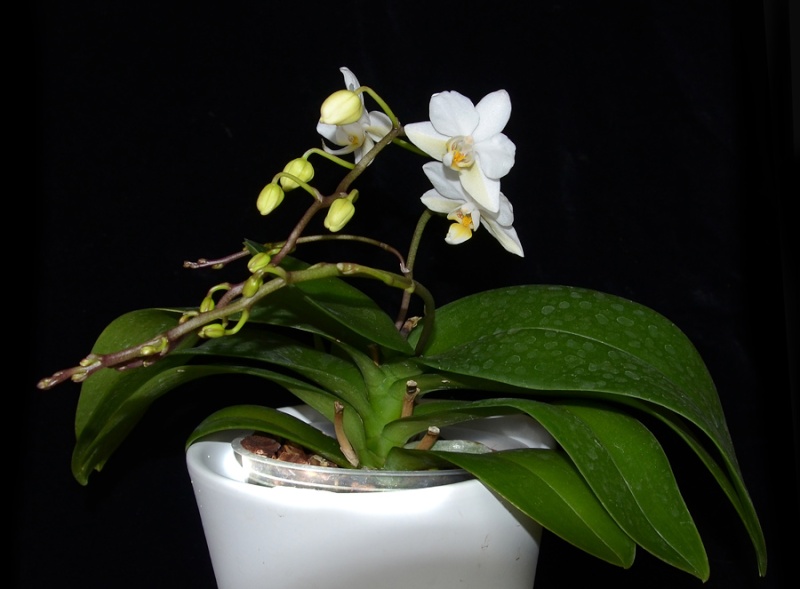 Orchideen 2011 - 2015 Teil 1 - Seite 66 Mini-w11