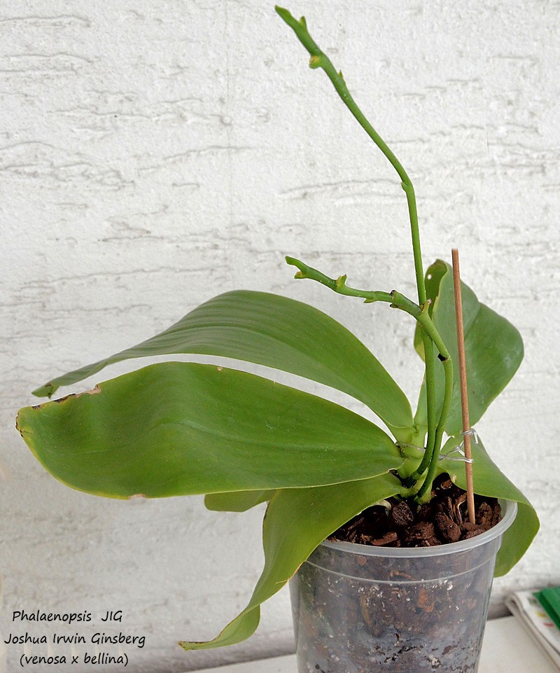 Phalaenopsis venosa x bellina (JIG) Phal-j10
