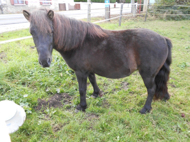 REGLISSE - ONC poney typée Shetland née en 2000 - adoptée en novembre 2013 par Solenn - Page 3 Dscn0115