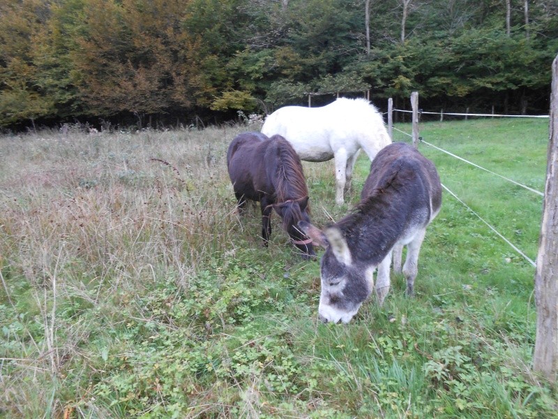 REGLISSE - ONC poney typée Shetland née en 2000 - adoptée en novembre 2013 par Solenn - Page 3 Dscn0212