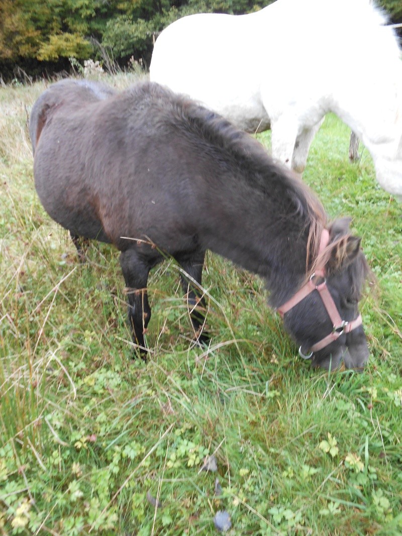 REGLISSE - ONC poney typée Shetland née en 2000 - adoptée en novembre 2013 par Solenn - Page 3 Dscn0214