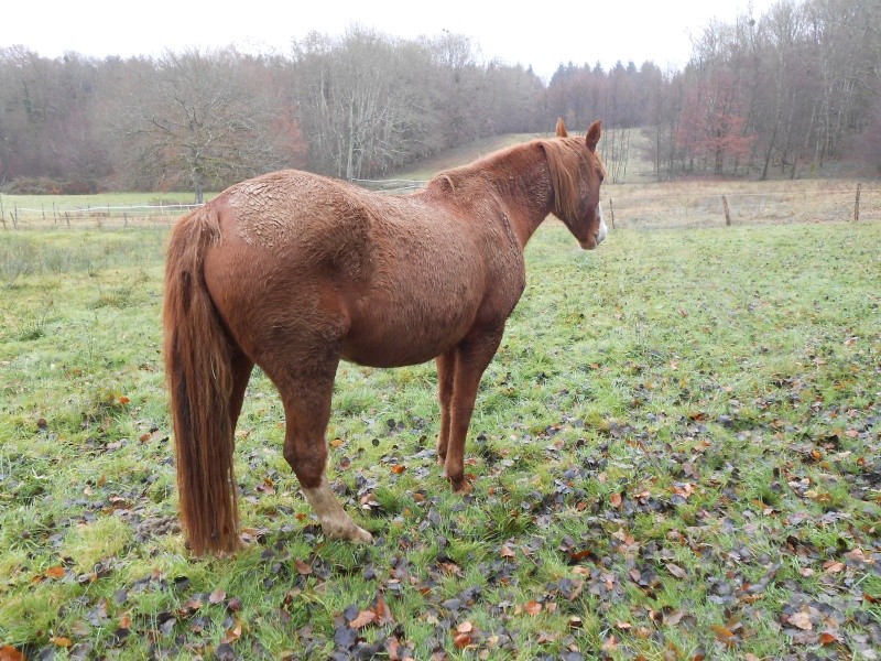 HOPEFUL - SBS née en 1991 - adoptée en décembre 2013 par Zoune Dscn0520