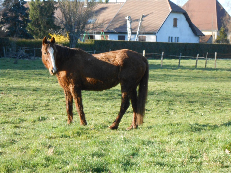 LORETTE - ONC selle née en 1998 - adoptée en mars 2014 par galatéwouindy - Page 2 Dscn1020