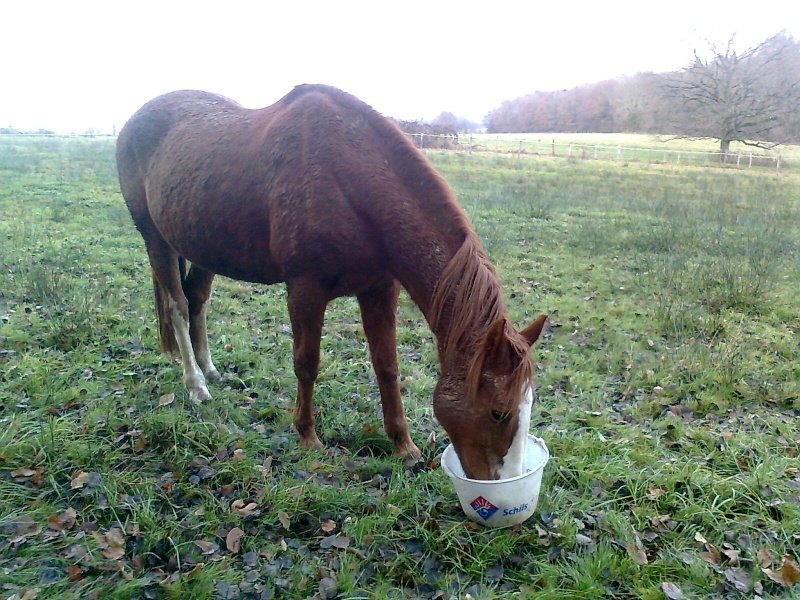 HOPEFUL - SBS née en 1991 - adoptée en décembre 2013 par Zoune Photo127