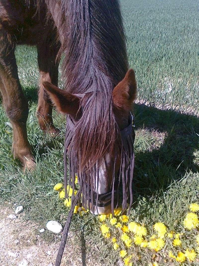 LORETTE - ONC selle née en 1998 - adoptée en mars 2014 par galatéwouindy - Page 3 Photo192