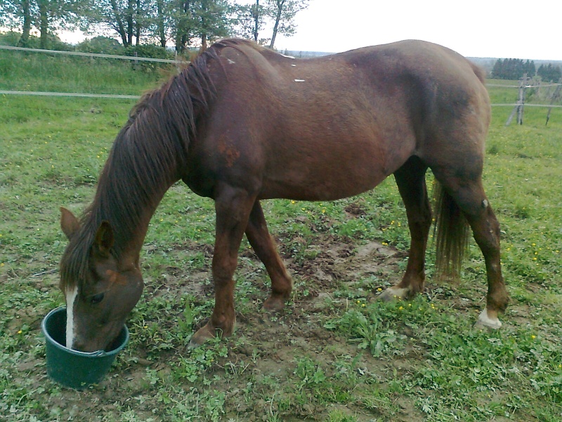 LORETTE - ONC selle née en 1998 - adoptée en mars 2014 par galatéwouindy - Page 4 Photo216