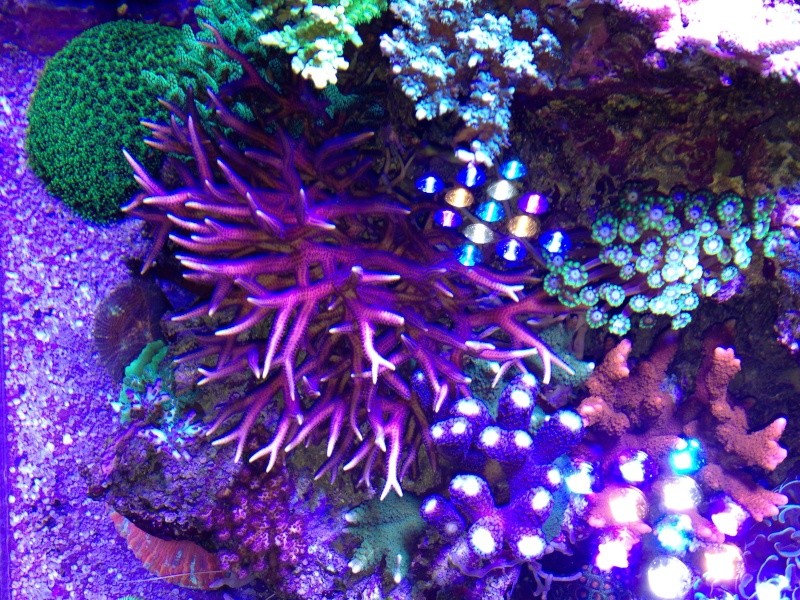 Unjall Acrylic Reef, mon petit récif (scolymia p.8) Image16