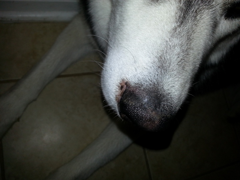 What could be wrong w/ Kody's Nose? =( - Page 2 20140313