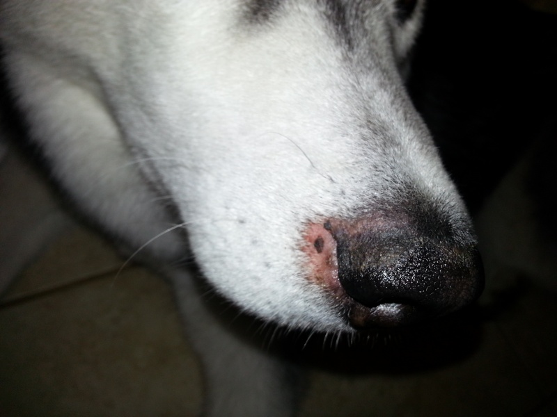 What could be wrong w/ Kody's Nose? =( - Page 2 20140316