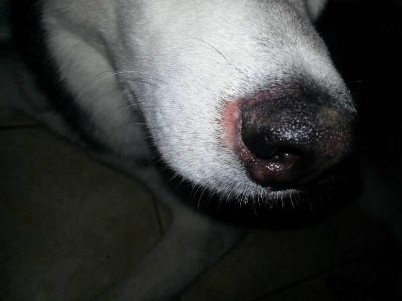 What could be wrong w/ Kody's Nose? =( - Page 2 20140410