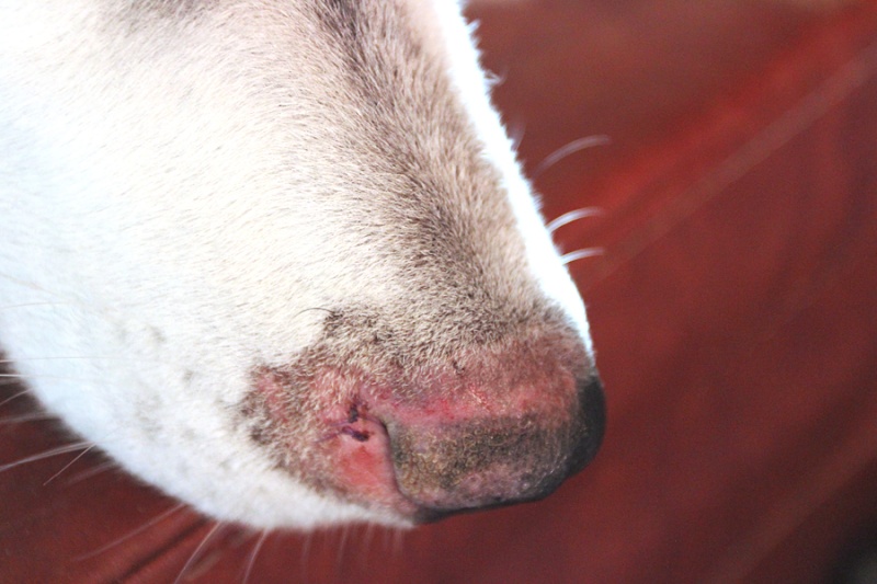 Not Ringworm! - UPDATE! 9/18/15 Img_3913