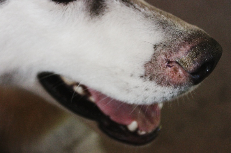 Not Ringworm! - UPDATE! 9/18/15 Img_3918