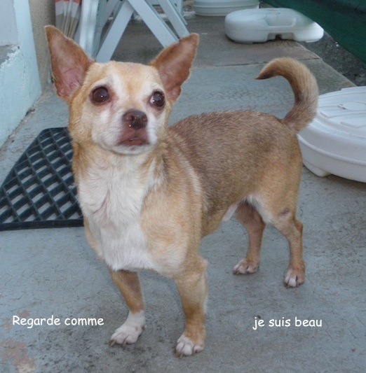 Jerry superbe petit chien ratier couleur "bleue" (rare) cherche des adoptants(75) 0771_j11