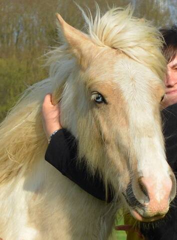 Cheval pie palomino clearance a vendre