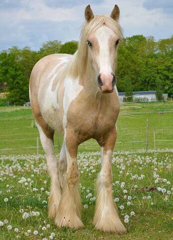Pie palomino clearance