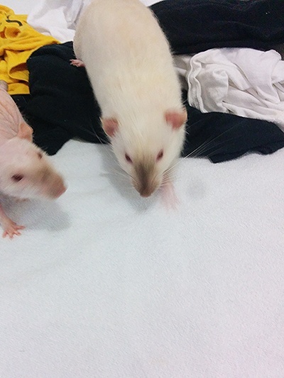 Guizmo, rat mâle hymalayen de 9 mois [44] Guizmo10