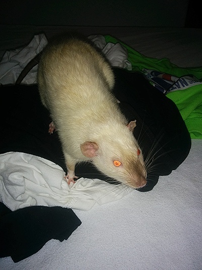 Guizmo, rat mâle hymalayen de 9 mois [44] Guizmo13