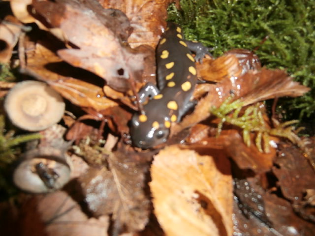 nouvelle venue (ambystoma maculatum) Pb100611