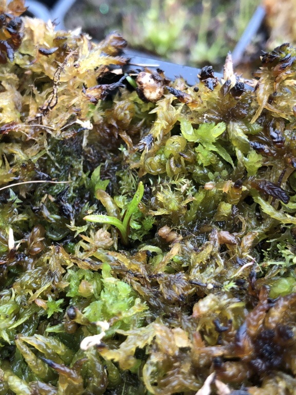 Reprise de Drosera arcturi/murfetii/stenopetala Arctur10