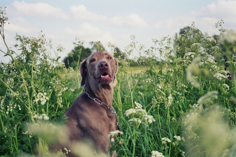 Weimaraner aus Nikolausdorf 004_111