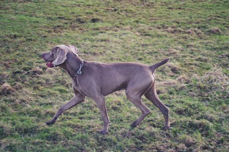 Weimaraner aus Nikolausdorf 030_2710