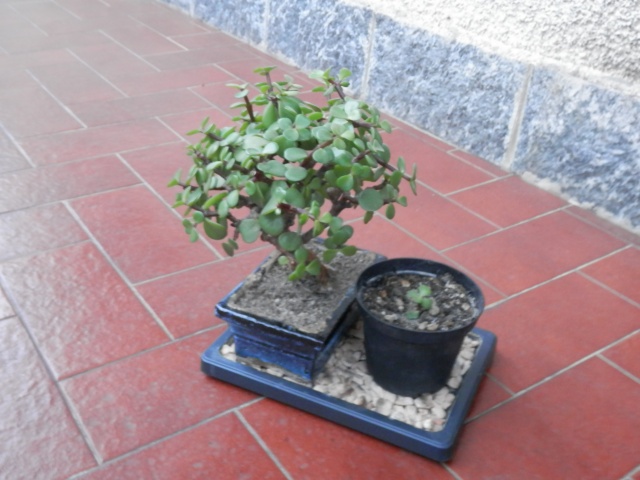 crassula bonsai - Pagina 4 P4030213