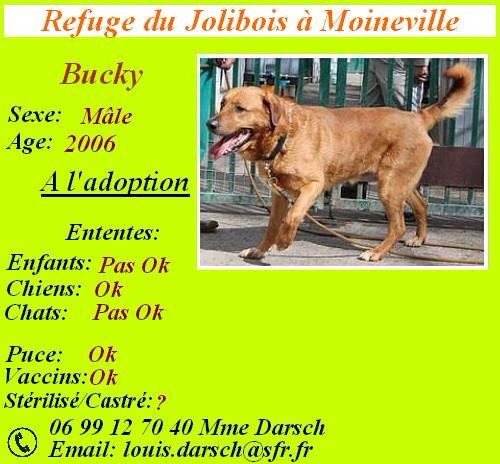 BUCK - x labrador 6 ans - Sos Animaux à Moineville (54) Bucky11