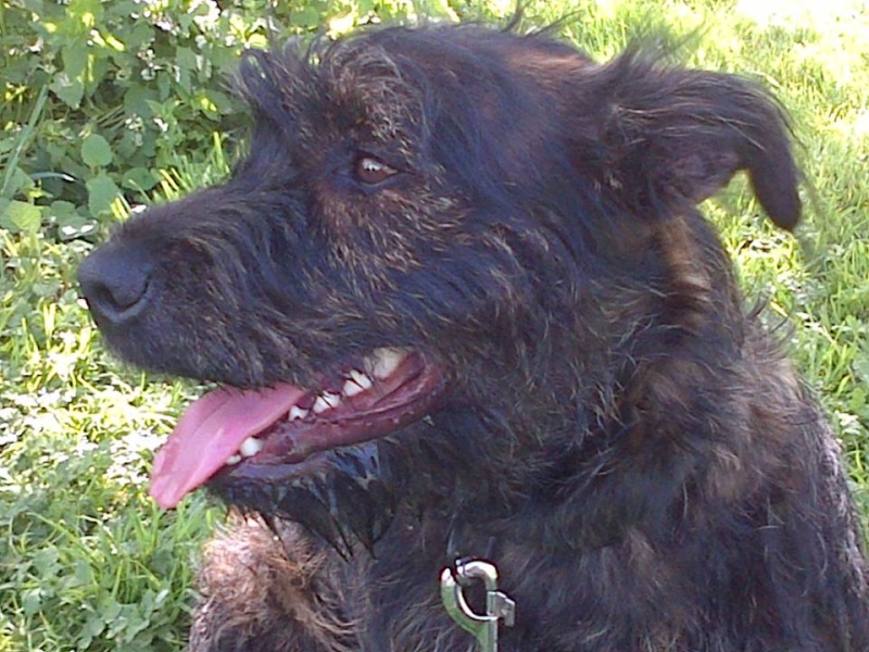 JAPPY -terrier 10 mois - Sos Animaux à Moineville (54) Jappy412