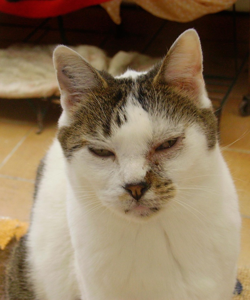 Bambine (Vive le chat) nous a quitté Bambin10